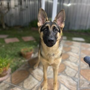 Meet your Posher, Jessie